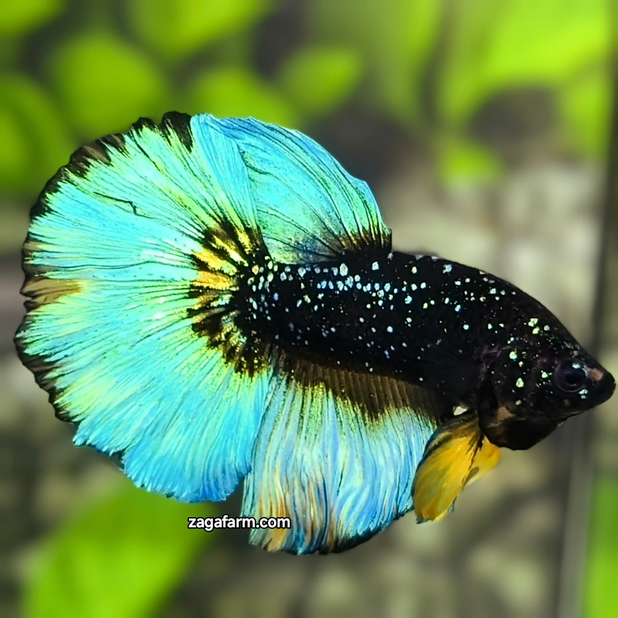 Avatar Blackstar Nebula Turquoise Green Halfmoon Betta Fish Male