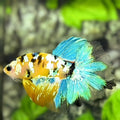 Yellow Koi Galaxy Halfmoon Betta Fish Male #YKG