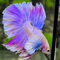 Dumbo Ears Unicorn Purple Pink Halfmoon Betta Fish Male