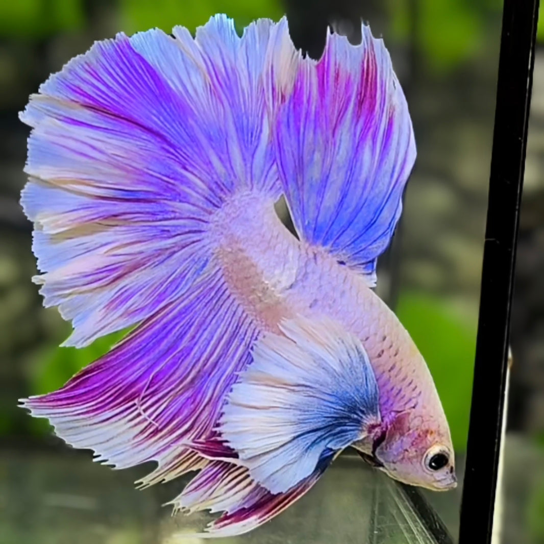 Dumbo Ears Unicorn Purple Pink Halfmoon Betta Fish Male