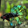 Avatar Blackstar Shimmer Green Halfmoon Betta Fish Male