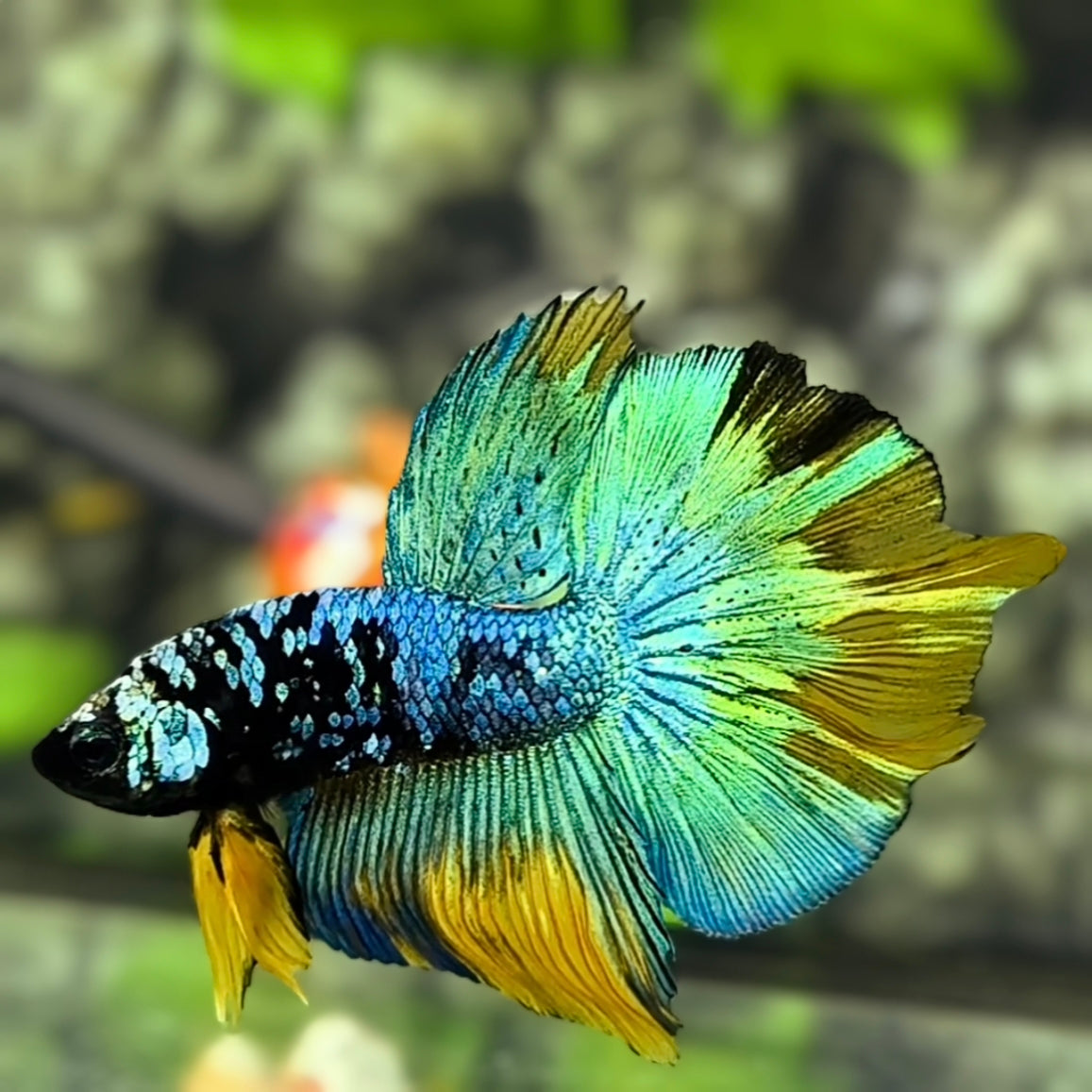 Avatar Green Mustard Swordtail Halfmoon Betta Fish Male