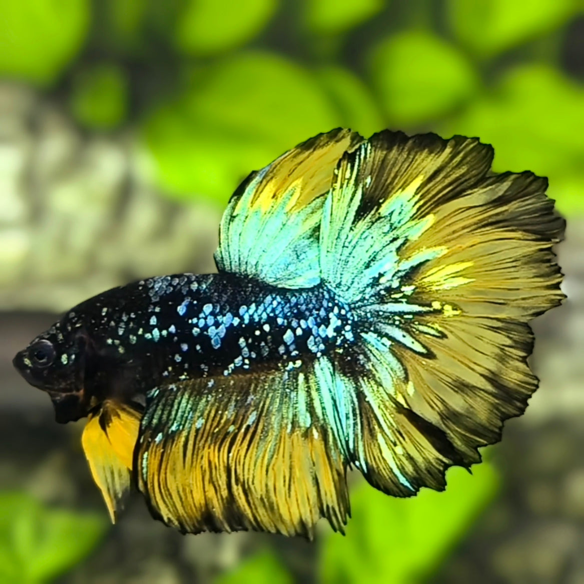 Avatar Mustard Gass Rosetail Halfmoon Betta Fish Male