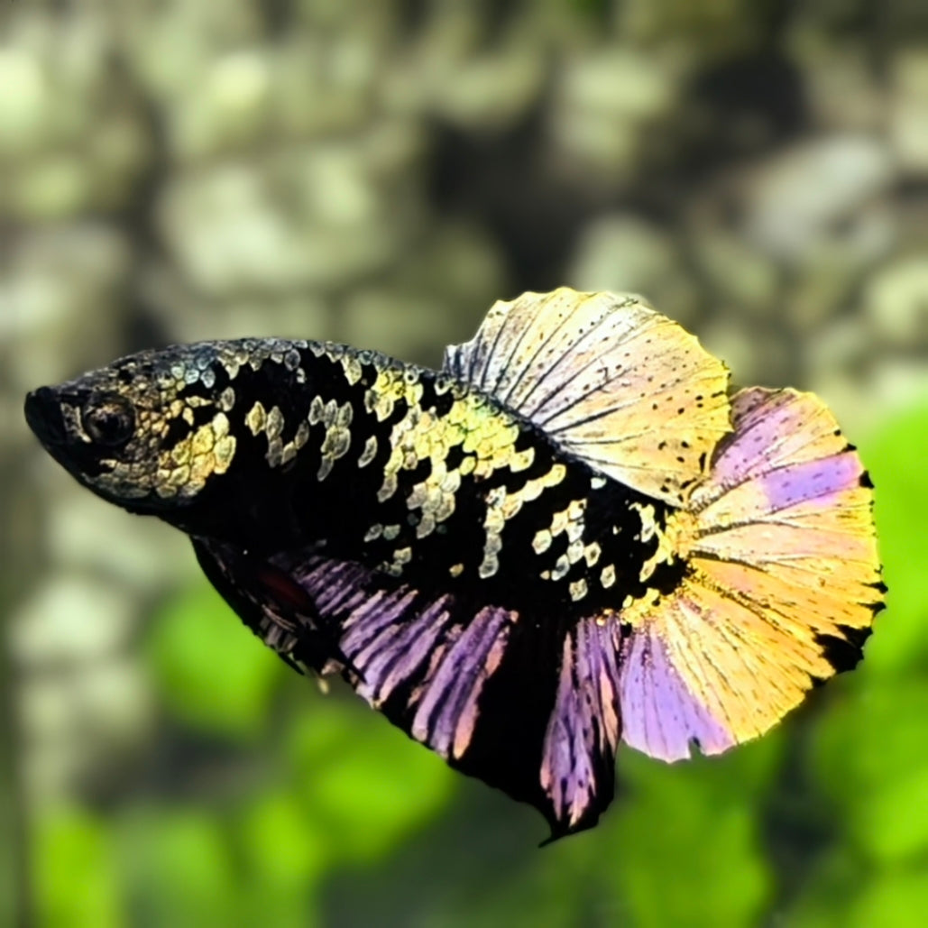 Avatar Copper Purple Gold HMPK Betta Fish Male