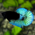 Green Black Light HMPK Betta Fish Male