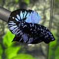 Avatar Blackstar Grey HMPK Betta Fish Male