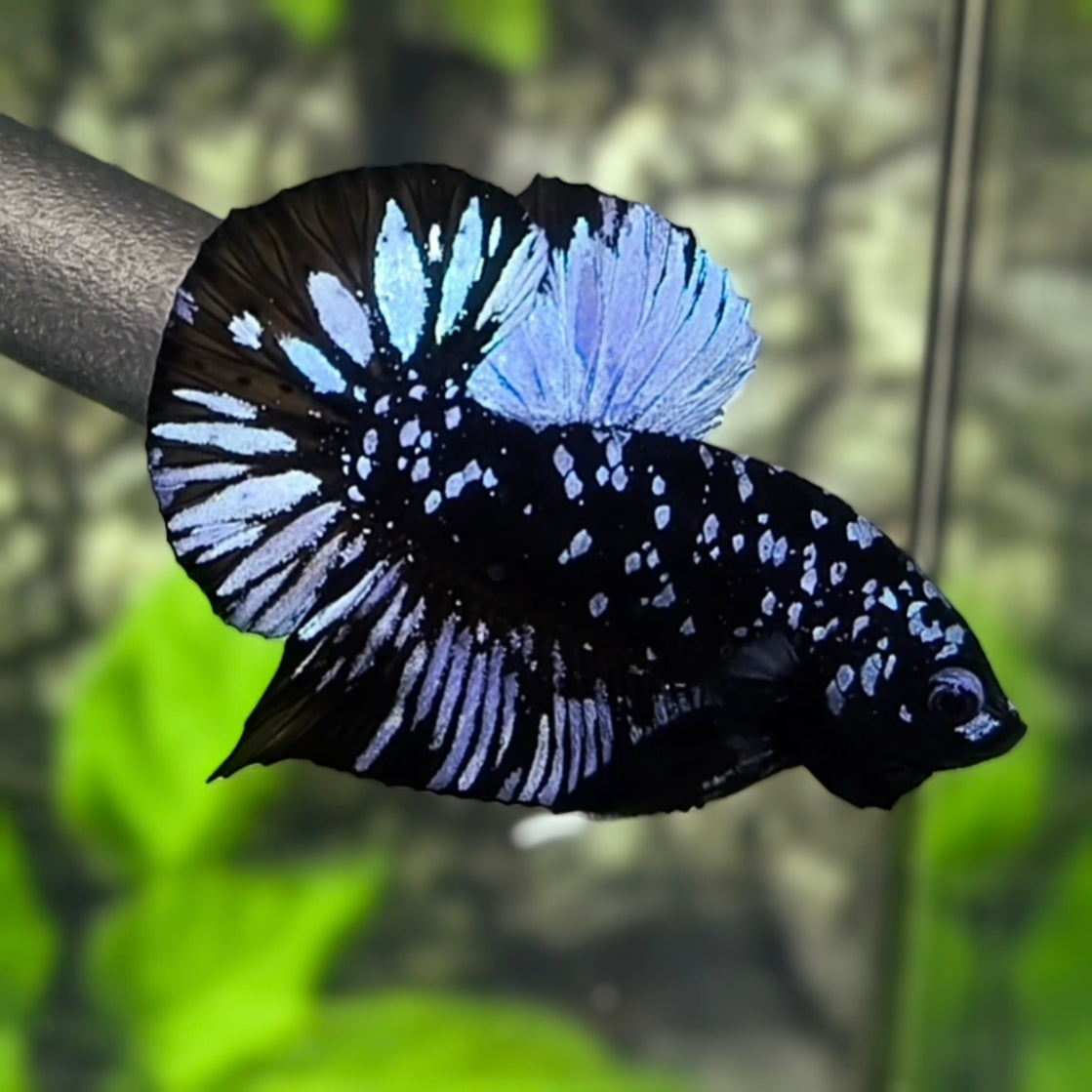 Avatar Blackstar Grey HMPK Betta Fish Male