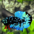 Avatar Blackstar Turquoise Green HMPK Betta Fish Male