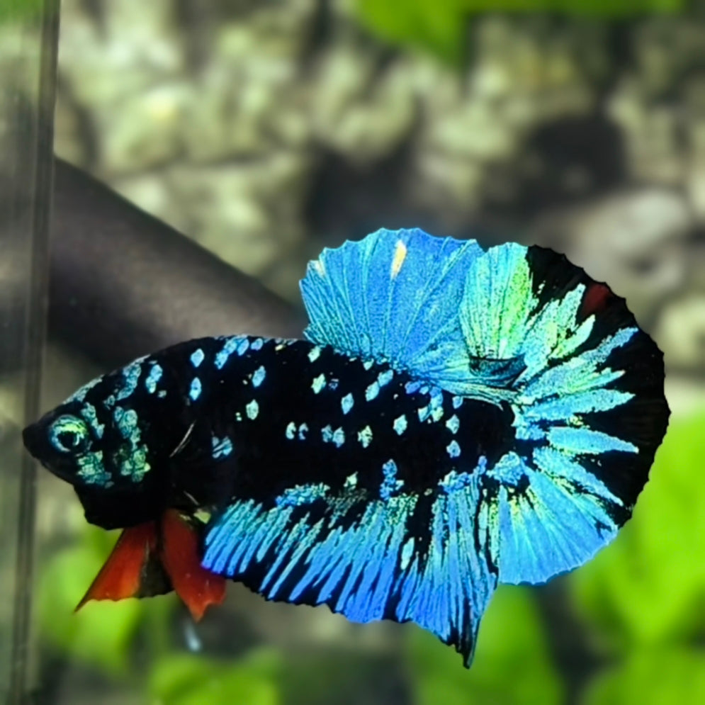 Avatar Blackstar Turquoise Green HMPK Betta Fish Male