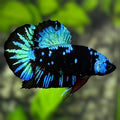 Avatar Blackstar Turquoise Green HMPK Betta Fish Male