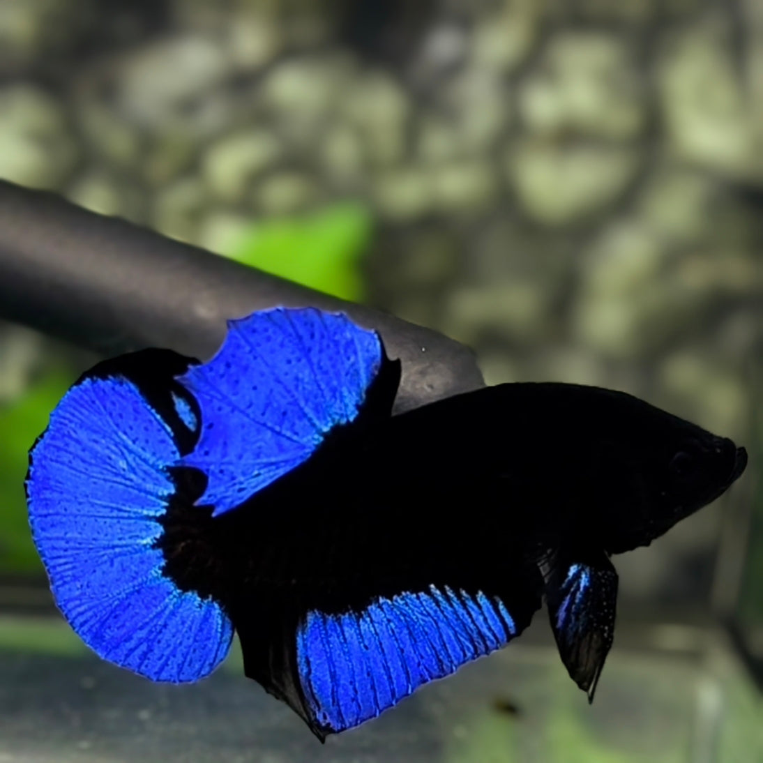 Blue Black Light HMPK Betta Fish Male
