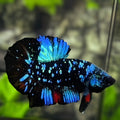 Avatar Blackstar Turquoise Blue HMPK Betta Fish Male