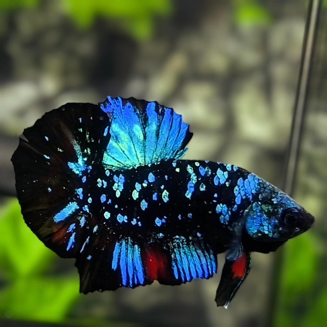 Avatar Blackstar Turquoise Blue HMPK Betta Fish Male