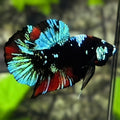 Avatar Blackstar Turquoise Green Red HMPK Betta Fish Male