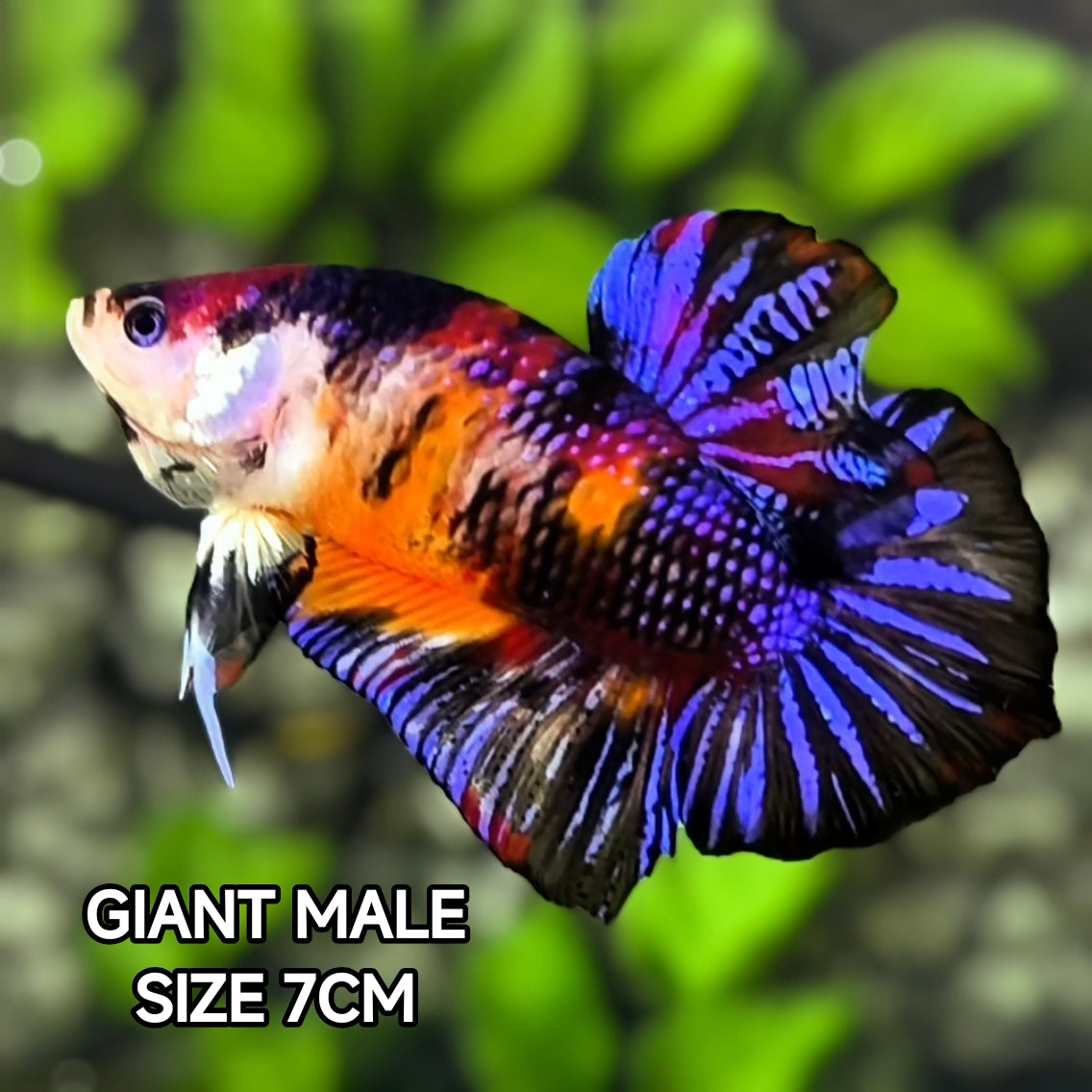 Multicolor Orange Koi Purple Startail JUMBO GIANT HMPK Betta Fish Male