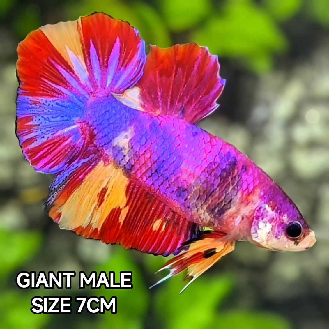 Multicolor Purple Pink Candy JUMBO GIANT HMPK Betta Fish Male