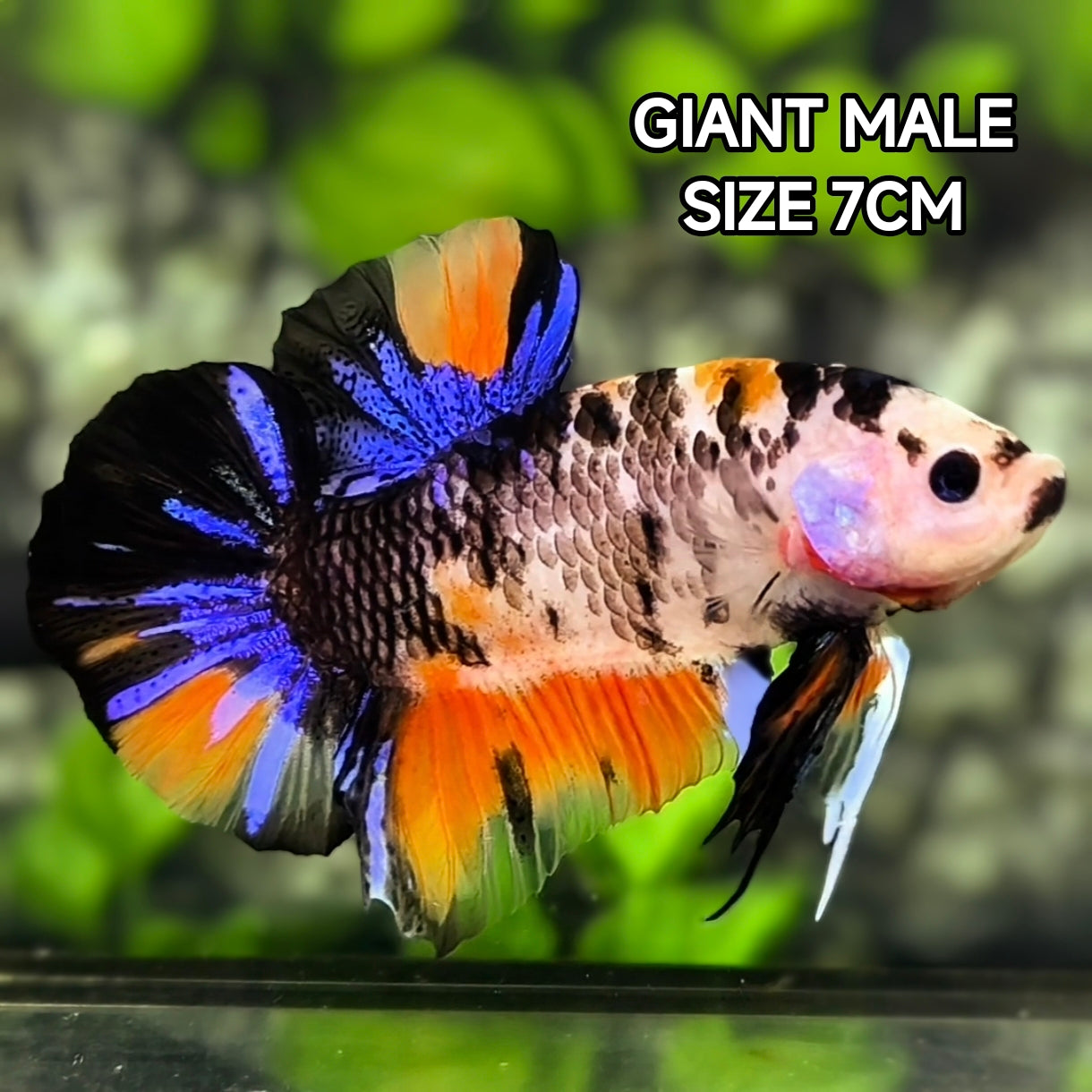 Black Orange Koi Tiger JUMBO GIANT HMPK Betta Fish Male