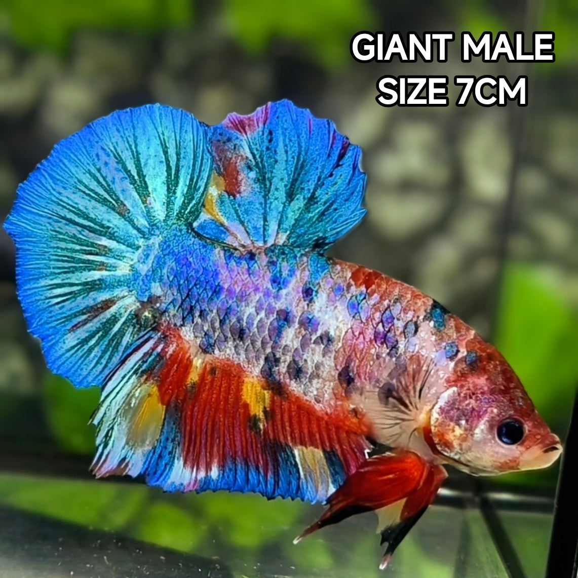Multicolor Metalic JUMBO GIANT HMPK Betta Fish Male