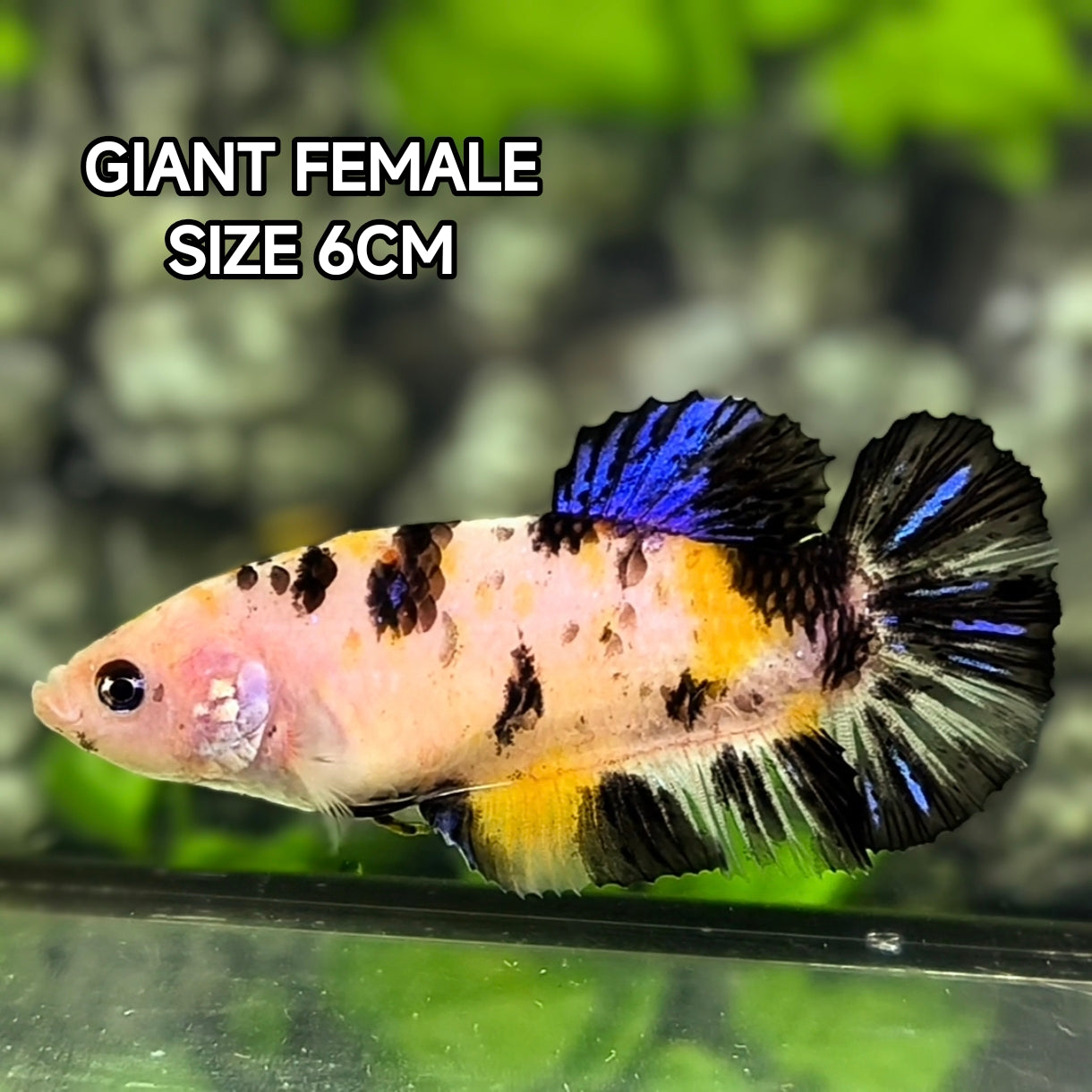 Black Koi JUMBO GIANT HMPK Betta Fish Female