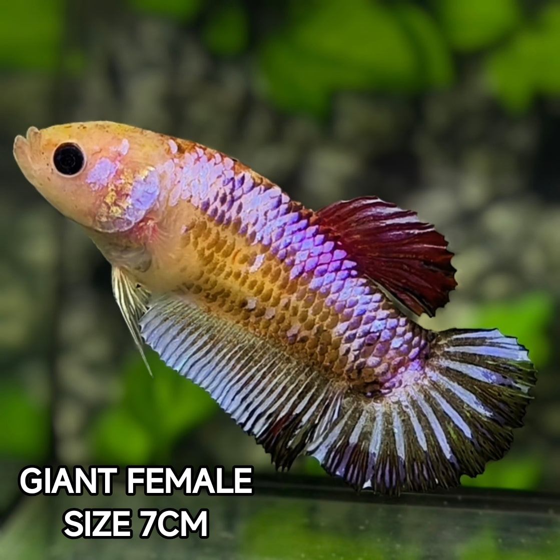 Fancy Pink Samurai JUMBO GIANT HMPK Betta Fish Female
