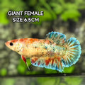 Multicolor Metalic JUMBO GIANT HMPK Betta Fish Female