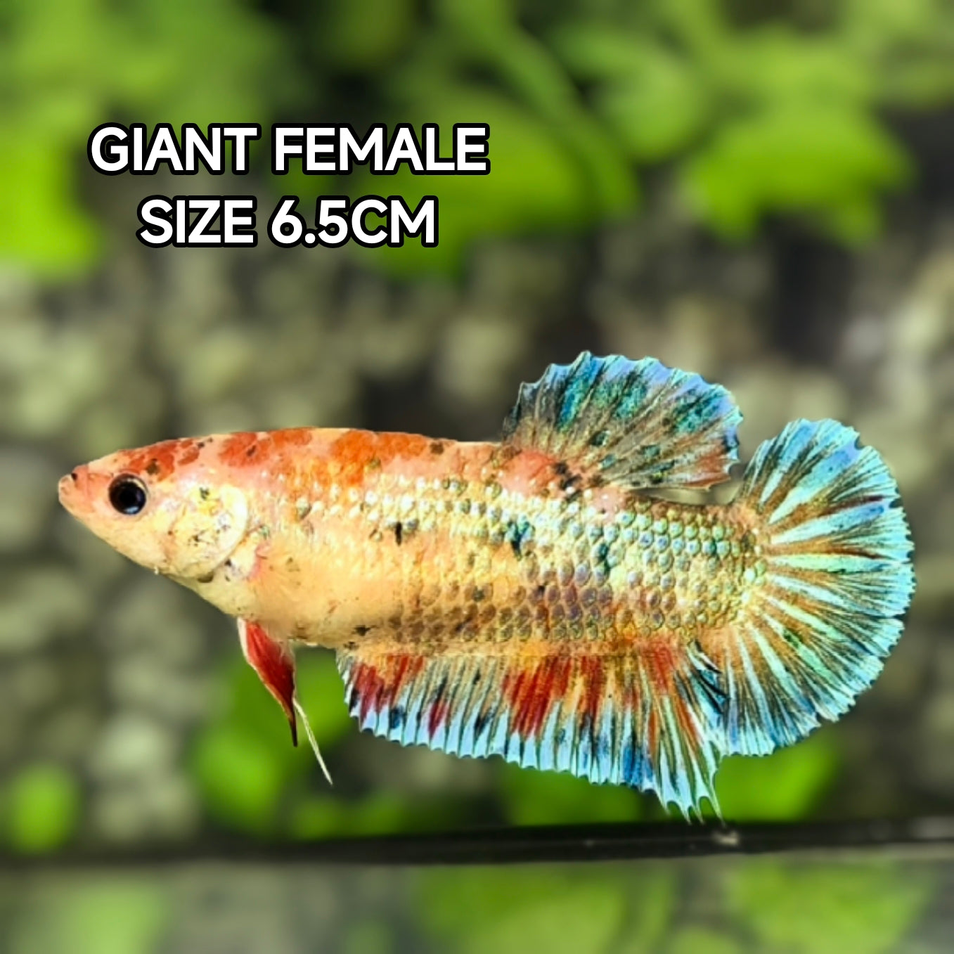 Multicolor Metalic JUMBO GIANT HMPK Betta Fish Female