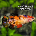 Multicolor Koi JUMBO GIANT HMPK Betta Fish Female