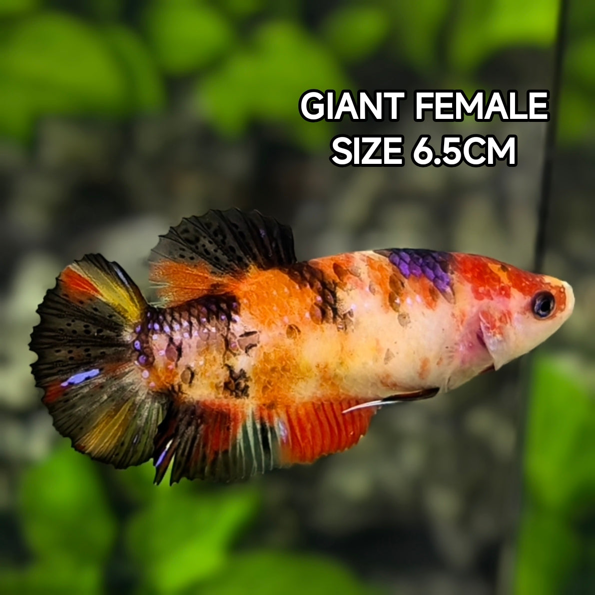 Multicolor Koi JUMBO GIANT HMPK Betta Fish Female