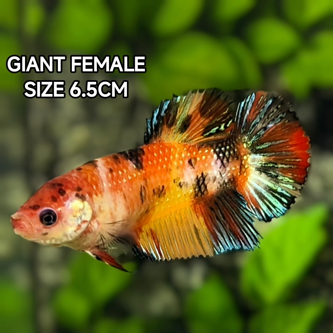 Multicolor Koi Metalic JUMBO GIANT HMPK Betta Fish Female