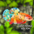 Multicolor Metalic JUMBO GIANT HMPK Betta Fish Female