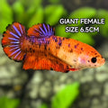 Purple Red Koi JUMBO GIANT HMPK Betta Fish Female