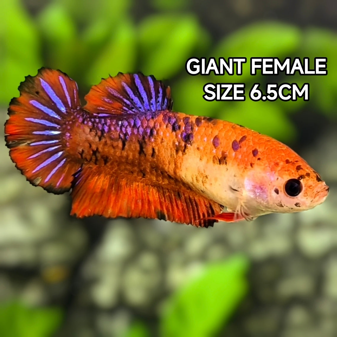 Purple Red Koi JUMBO GIANT HMPK Betta Fish Female