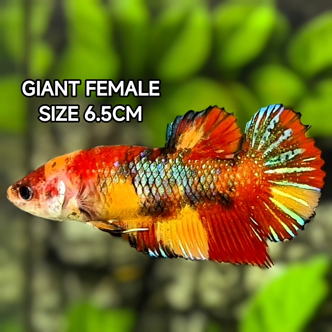 Multicolor Nemo Koi Metalic JUMBO GIANT HMPK Betta Fish Female