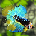 Avatar Mustard Gass Monkey Face Halfmoon Betta Fish Male