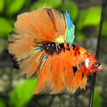 Orange Koi Tiger Galaxy Halfmoon Betta Fish Male
