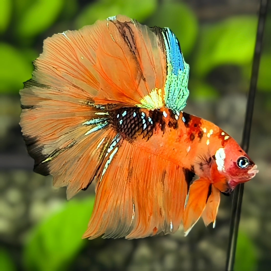 Orange Koi Tiger Galaxy Halfmoon Betta Fish Male