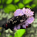 Avatar Black Panther Purple Over HMPK Betta Fish Male