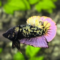 Avatar Black Panther Purple Gold HMPK Betta Fish Male