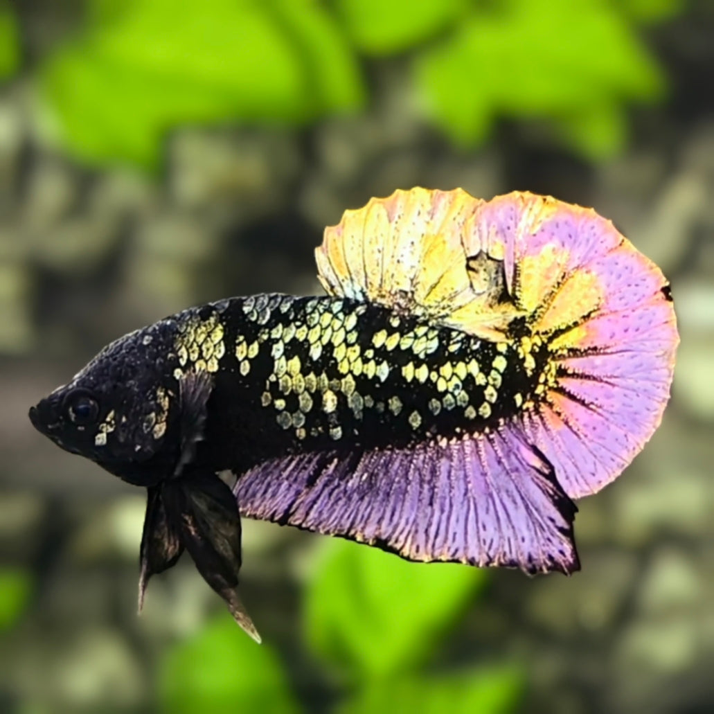 Avatar Black Panther Purple Gold HMPK Betta Fish Male