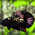 Avatar Black Panther Purple Copper Gold HMPK Betta Fish Male