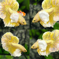 Super Dumbo Ears Gold Dragon Over Halfmoon Betta Fish Male