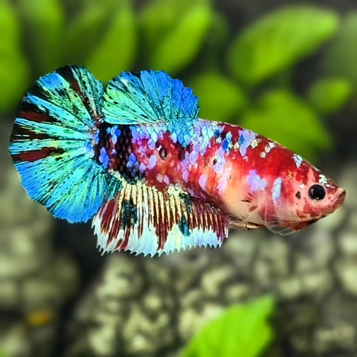 Multicolor Galaxy Halfmoon Betta Fish Female For Sorority / Breed