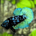 Avatar Blackstar Green HMPK Betta Fish Male