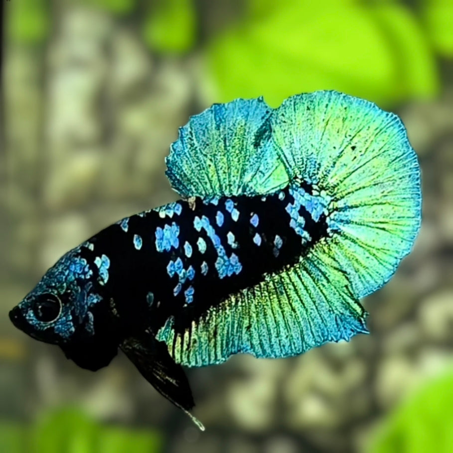 Avatar Blackstar Green HMPK Betta Fish Male
