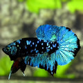 Avatar Blackstar Turquoise Green HMPK Betta Fish Male