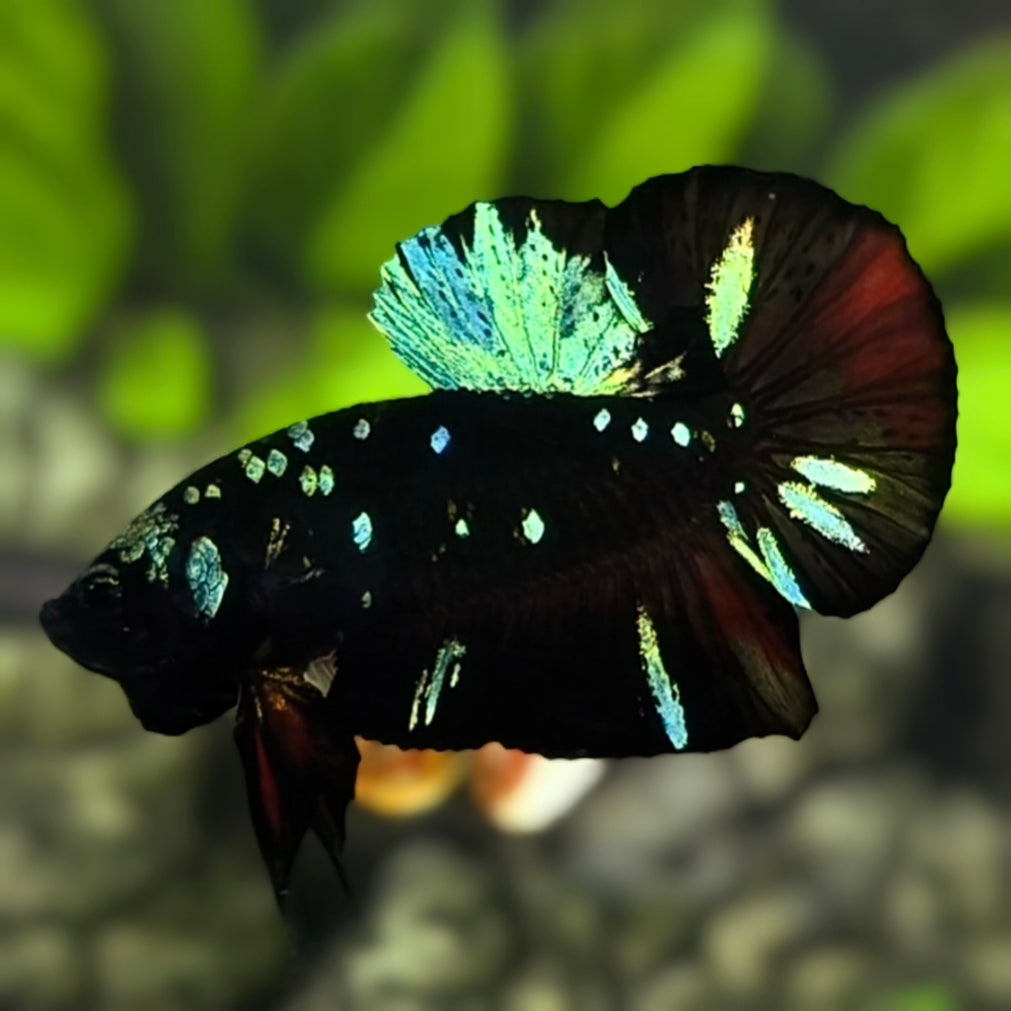 Avatar Blackstar Green HMPK Betta Fish Male