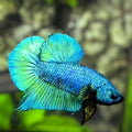 Solid Green HMPK Betta Fish Male