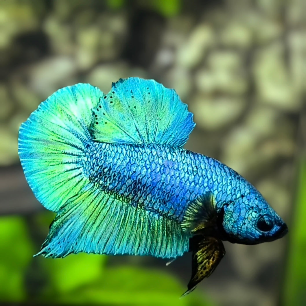 Solid Green HMPK Betta Fish Male