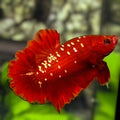 Red Gold Galaxy HMPK Betta Fish Male #RGG