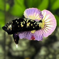 Avatar Purple Black Panther Betta Fish Male